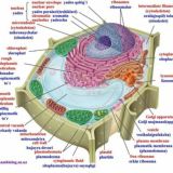 BIOLOGIYA|ATTESTATSIYA VA IMTIHONGA TAYYORLOVCHI GURUH.