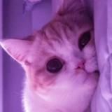 мягкое мурчание - коты