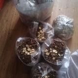 纯中药处方药早泄，阳痿，减肥，痛风