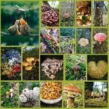 PilzWaldFreunde Kanal