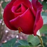 ДИЛ НАВОЛАРИМ❄️❄️❄️💦💦💦