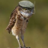 АНТИК В ПЕРЬЯХ Chat