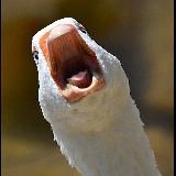 Русская дичь