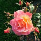 Розы в наших садах