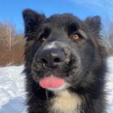 Суперсобака Chat