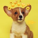 🎉Alisa lps love channel🥰