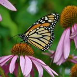 🌱Brahma–Living 💎 Mehr als "nur" Natur🌱