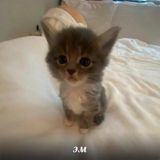 лелушатник Chat