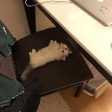 Tiny kittens ₛₘₒₗposting