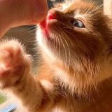 Симбачка_Пимпочка🐱-фан