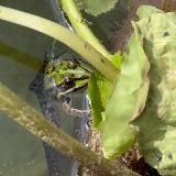 Сельские Прелести