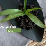 Отзывы Здоровый Сад