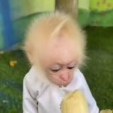 🐒Пон/вахуи и обезьянки🐵