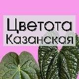 Цветота Казанская🪴