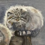 Чат любителей манулов