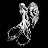 🕷🦻🏿RDKL🧬🦈