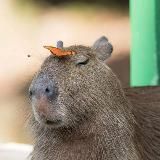 Capybaras|Промокоды