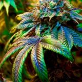 ⋤М⋥⋤а⋥⋤р⋥⋤и⋥⋤х⋥⋤у⋥⋤а⋥⋤н⋥н⋤а⋥ 