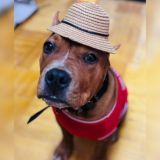 ГКМ Пушистая группировка