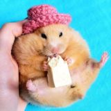AntiHomyaki🐹