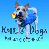 KMR@Dogs🐶