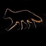 Модный звук