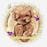 Мальтипу Maltipoo