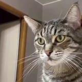 Кот и семейство кошачьих...