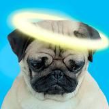 Pricola | Dенчик kaloeshka