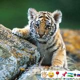 🥀➳❥ T𝖎𝖌𝖊𝖗˚₊· ͟͟͞͞➳❥