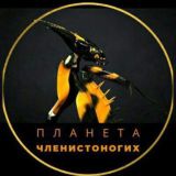 Чат