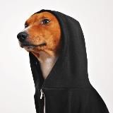 КотоПёс и Человек