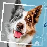 Fauna_goroda