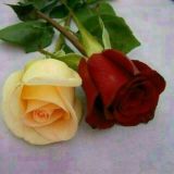 💔 ℚᝪℛᗅ Kᝪ'ℤⅈℳ 💔