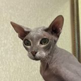 Транзит - Авто ЮГ Chat