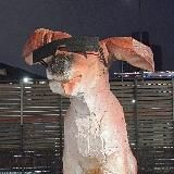 Собака-писака🐶