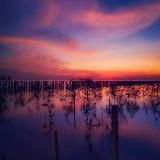 Отзывы биотюн/дрон