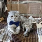 Wikikotia(Дарья)&Софья chat