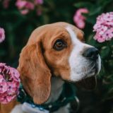 Чат с Дэем🐶