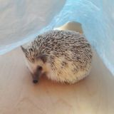 Ёжик Джон 🦔🐾📖