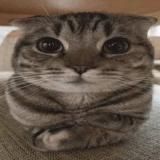 Приватки от табурета