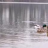 Movie - Фото - Видеограф) Воронеж