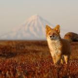 Природа России