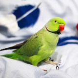 Эльвира 👸🏻 и Попугай Ричи 🦜