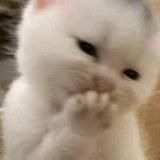 супер мили котики