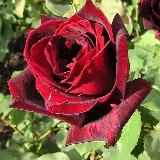 Poeme - SMS d'amour - Philosophie