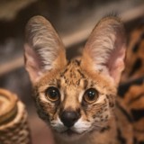 HourlyServals