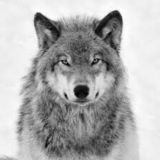 True Mafia Wolves NEW