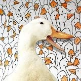 Запястье Пумы