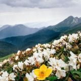 чат-СОЧИ-ЗАПОВЕДНОЕ